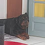 animal, blue_door, calm, canine, dog, door, fur, home, house, indoor, lying_down, mammal, paw, pet, quiet, red_table, resting, rottweiler, tile_floor, yellow_glass
