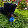 Venom participe au concours pour gagner de l'argent avec cette photo : animal, ball, blue_sky, canine, daytime, dog, flower_bush, garden, grass, greenery, leaf, nature, outdoor, pet, playful, roses, rottweiler, summer, sunlight, tongue