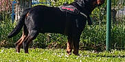 Venom a rejoint le concours — aidez-le/la à gagner de superbes lots ! alert, animal, black_and_tan, canine, daytime, dog, fence, flowers, grass, harness, mammal, nature, outdoor, park, pet, portrait, rottweiler, standing, sunlight, tree