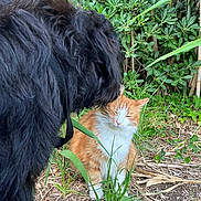 Oscar a rejoint le concours — aidez-le/la à gagner de superbes lots ! animal, black_dog, cat, closed_eyes, collar, companionship, dog, fluffy_fur, garden, grass, greenery, long_hair, mulch, orange_cat, outdoor, pet, plants, sitting, standing, white_chest