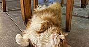 Oscar participe au concours pour gagner de l'argent avec cette photo : animal, cat, chair, cute, dining_room, dining_table, fluffy, funny_pose, ginger_and_white, home, indoor, long_hair, lying_down, patterned_tablecloth, pet, playful, tile_floor, upside_down, warm_lighting, wood