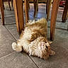 animal, cat, chair, cute, dining_room, dining_table, fluffy, funny_pose, ginger_and_white, home, indoor, long_hair, lying_down, patterned_tablecloth, pet, playful, tile_floor, upside_down, warm_lighting, wood