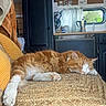 animal, camper, cat, cushion, fluffy, ginger_cat, kitchen, long_hair, paw, pet, pink_nose, relaxed, resting, rv_interior, sleeping, sleepy, whiskers, white_cat, window, woven_seat
