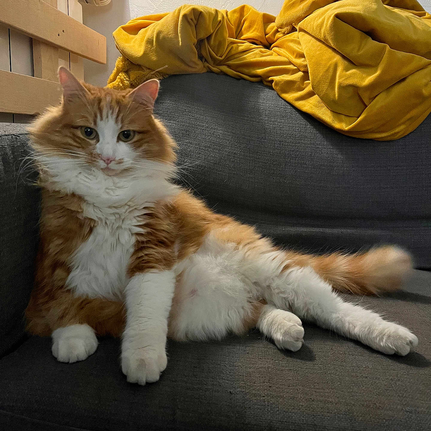 Oscar