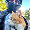 adventure, animal, blue_sky, cat, close_up, helmet, motorcycle, orange_cat, outdoor, person, pet, portrait, rider, street, sunglasses, sunny, transportation, trees, urban, white_cat
