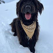 Pepper a rejoint le concours — aidez-le/la à gagner de superbes lots ! animal, bandana, black_dog, brown_bandana, canine, close_up, dog, fluffy, happy, long_hair, nature, outdoor, pet, portrait, shaggy_fur, snow, snowy_background, standing, tongue_out, winter