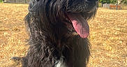 Pepper participe au concours pour gagner de l'argent avec cette photo : animal, black_dog, blue_sky, building, cityscape, close_up, dog, dry_grass, fashionable, funny, grass, outdoor, panting, park, pet, portrait, shaggy_fur, sunglasses, sunny, tongue