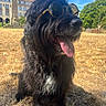 animal, black_dog, blue_sky, building, cityscape, close_up, dog, dry_grass, fashionable, funny, grass, outdoor, panting, park, pet, portrait, shaggy_fur, sunglasses, sunny, tongue