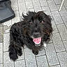 Pepper a rejoint le concours — aidez-le/la à gagner de superbes lots ! animal, black_dog, brown_eyes, close_up, dog, happy, long_hair, natural_light, open_mouth, outdoor, patio, pavement, paving_stones, pet, pink_tongue, playful, portrait, shaggy_fur, sitting, smiling