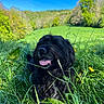 Pepper a rejoint le concours — aidez-le/la à gagner de superbes lots ! animal_portrait, black_dog, blue_sky, countryside, dandelions, dog, grass, greenery, hillside, long_hair, meadow, nature, outdoor, panting, shaggy_dog, spring, sunny, tongue_out, trees, wildflowers