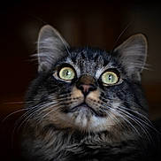 Raoul a rejoint le concours — aidez-le/la à gagner de superbes lots ! cat, tabby, close_up, green_eyes, whiskers, fluffy, portrait, animal, pet, feline, domestic_cat, fur, curious, looking_up, indoor, soft_light, focused, mammal, cute, face