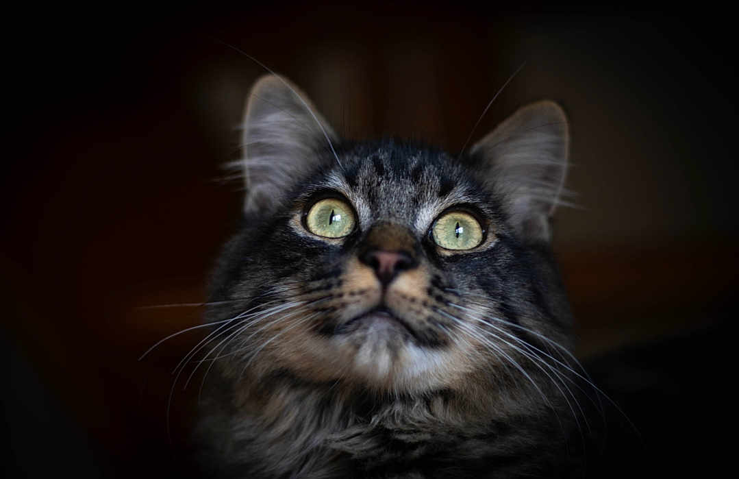 Raoul a rejoint le concours — aidez-le/la à gagner de superbes lots ! cat, tabby, close_up, green_eyes, whiskers, fluffy, portrait, animal, pet, feline, domestic_cat, fur, curious, looking_up, indoor, soft_light, focused, mammal, cute, face