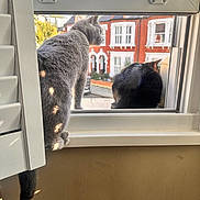 Lorenzo joined the competition — help win amazing prizes! animal, black_cat, cat, curious, daytime, domestic, fur, gray_cat, house, outdoor, pet, quiet, red_brick, shadow, side_view, sitting, street, sunlight, window, windowsill