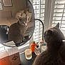 animal, candle, cat, cozy, decor, fur, furniture, gray_cat, indoor, light, mirror, perfume_bottles, pet, reflection, relaxation, still_life, table, vanity, whiskers, window_shutters