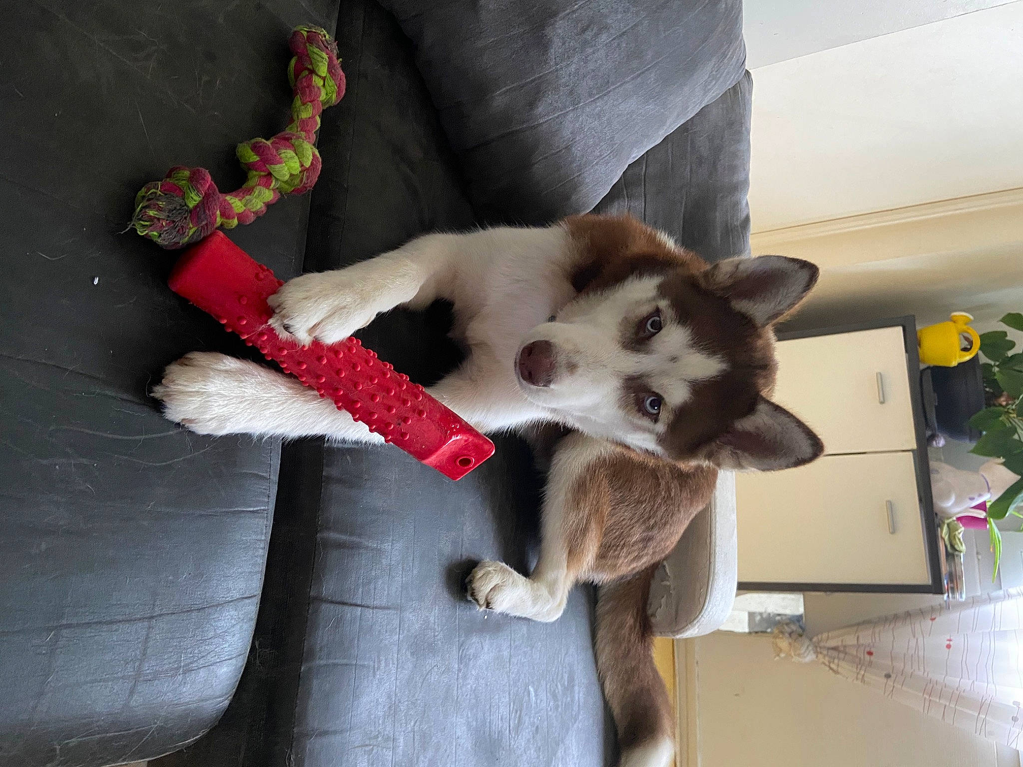 Siska a rejoint le concours — aidez-le/la à gagner de superbes lots ! canidae, carnivore, collar, comfort, companion_dog, dog_breed, dog_supply, domestic_short_haired_cat, fawn, felidae, fur, houseplant, paw, pet_supply, small_to_medium_sized_cats, sporting_group, tail, terrestrial_animal, whiskers, working_animal