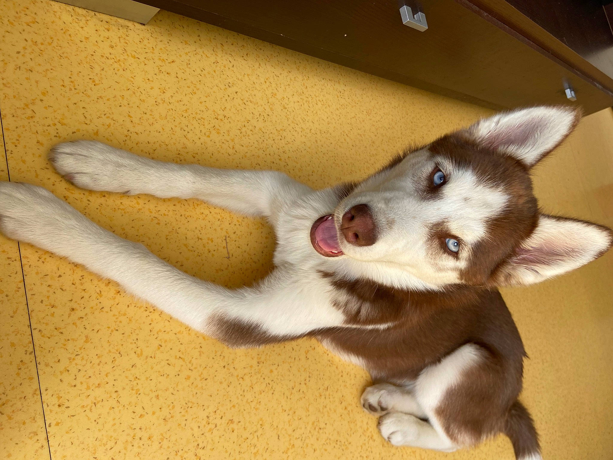 Siska participe au concours pour gagner de l'argent avec cette photo : canidae, canis, carnivore, comfort, companion_dog, dog, dog_breed, fawn, flooring, fur, jaw, non_sporting_group, paw, siberian_husky, snout, sporting_group, tail, whiskers, wood, working_animal