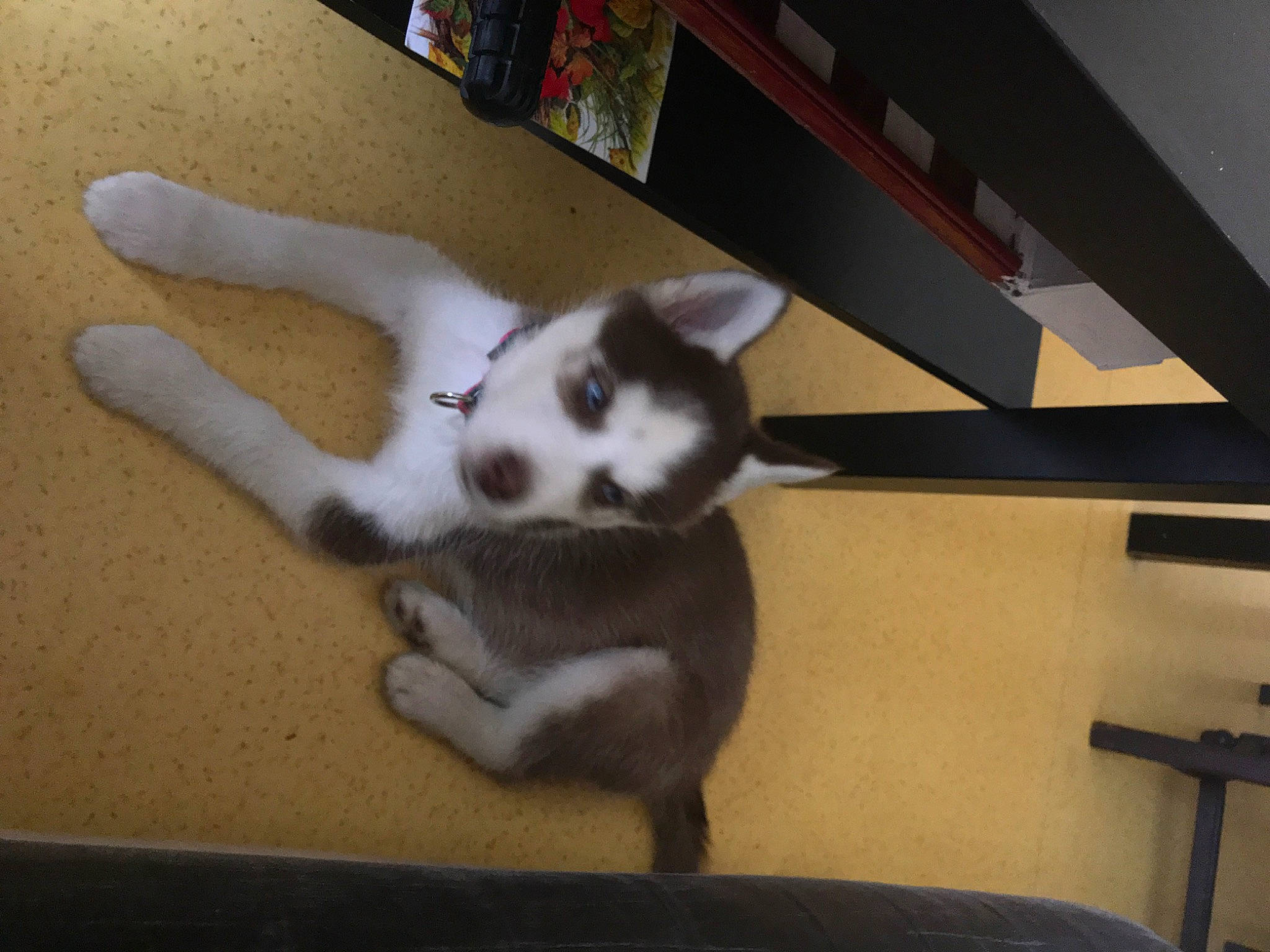 Siska a rejoint le concours — aidez-le/la à gagner de superbes lots ! canidae, carnivore, cat, comfort, companion_dog, dog_breed, domestic_short_haired_cat, felidae, floor, flooring, fur, hardwood, paw, small_to_medium_sized_cats, tail, whiskers, wood