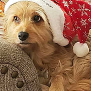 Luna joined the competition — help win amazing prizes! dog, santa_hat, holiday, christmas, pet, fur, cushion, cozy, relaxing, indoor, brown_fur, cute, festive, animal, closeup, portrait, resting, soft_texture, warm, decor