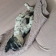 Maya participe au concours pour gagner de l'argent avec cette photo : belly, black_and_white, blanket, couch, cozy, curly_fur, cute, dog, fluffy, indoors, lying_down, paws, pet, portrait, puppy, quilt, relaxed, sleeping, small_dog, upside_down