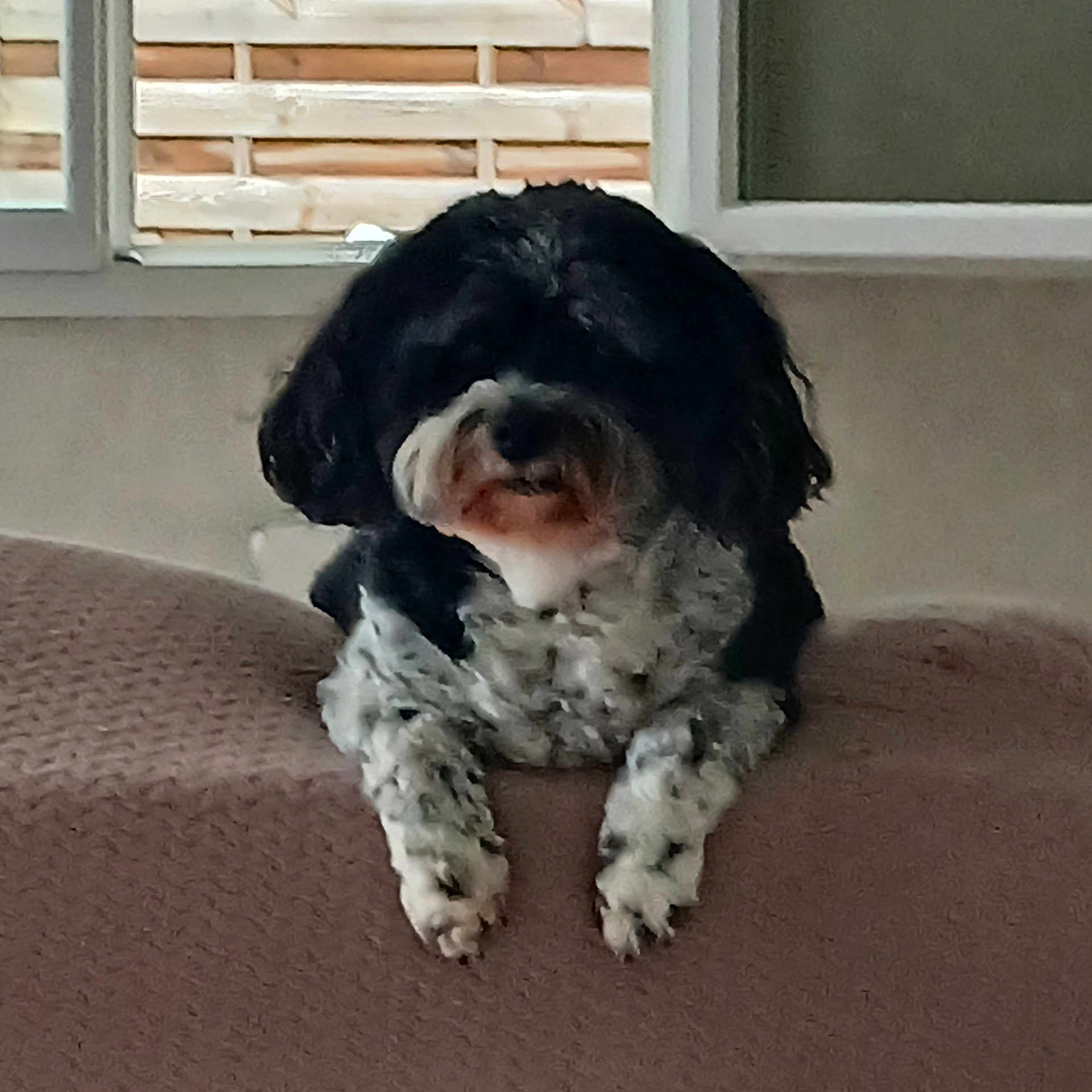 Maya participe au concours pour gagner de l'argent avec cette photo : dog, black_and_white, indoor, couch, window, brick_wall, pet, fur, relaxed, animal, domestic_animal, mammal, laying, furniture, cute, companion, front_paws, resting, house, cozy