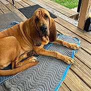 Copper joined the competition — help win amazing prizes! dog, bloodhound, pet, animal, outdoor, porch, wood, mat, quilted, brown, ears, face, legs, tail, grass, relaxed, lying_down, canine, domestic_animal, furniture