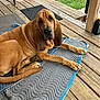 dog, bloodhound, pet, animal, outdoor, porch, wood, mat, quilted, brown, ears, face, legs, tail, grass, relaxed, lying_down, canine, domestic_animal, furniture