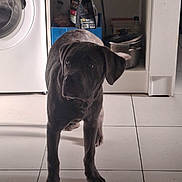 Tyson a rejoint le concours — aidez-le/la à gagner de superbes lots ! puppy, dog, black_dog, kitchen, floor, tile_floor, washing_machine, cabinet, pet_food, pot, domestic, indoor, curious, standing, animal, pet, young_dog, appliance, home, shadow