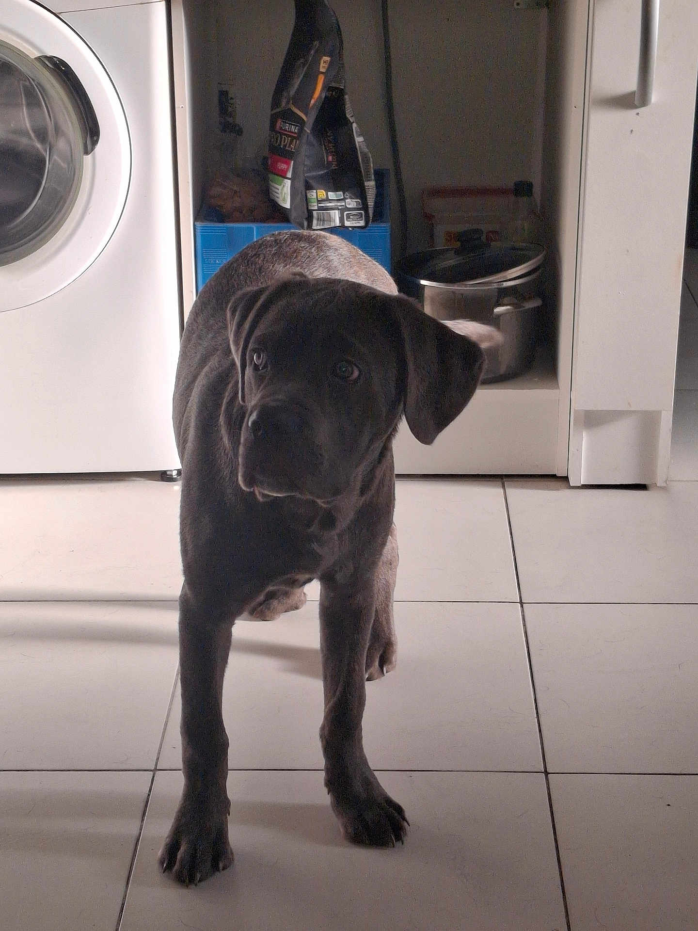 Tyson a rejoint le concours — aidez-le/la à gagner de superbes lots ! puppy, dog, black_dog, kitchen, floor, tile_floor, washing_machine, cabinet, pet_food, pot, domestic, indoor, curious, standing, animal, pet, young_dog, appliance, home, shadow