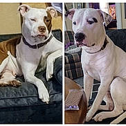 Mellow joined the competition — help win amazing prizes! dog, couch, indoor, pet, animal, living_room, relaxed, seated, white_and_brown_dog, white_dog, collar, furniture, household, canine, domestic_animal, portrait, companion, cute, home, cozy