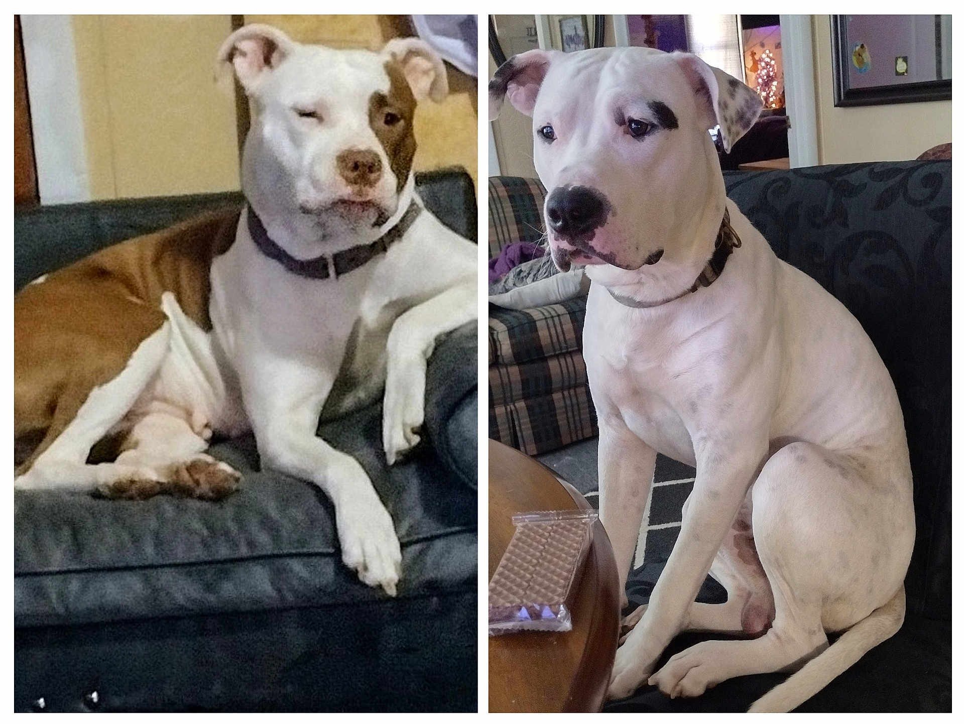 Mellow joined the competition — help win amazing prizes! dog, couch, indoor, pet, animal, living_room, relaxed, seated, white_and_brown_dog, white_dog, collar, furniture, household, canine, domestic_animal, portrait, companion, cute, home, cozy