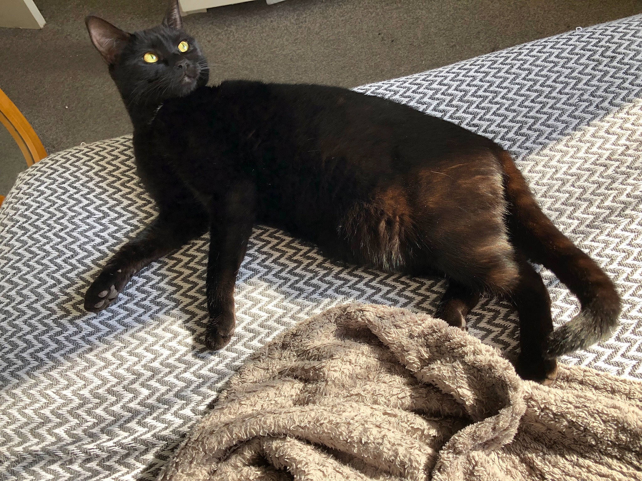 Badger joined the competition — help win amazing prizes! black_cat, bombay, canidae, carnivore, cat, claw, comfort, domestic_short_haired_cat, felidae, flooring, fur, grey, havana_brown, linens, paw, small_to_medium_sized_cats, snout, tail, terrestrial_animal, whiskers