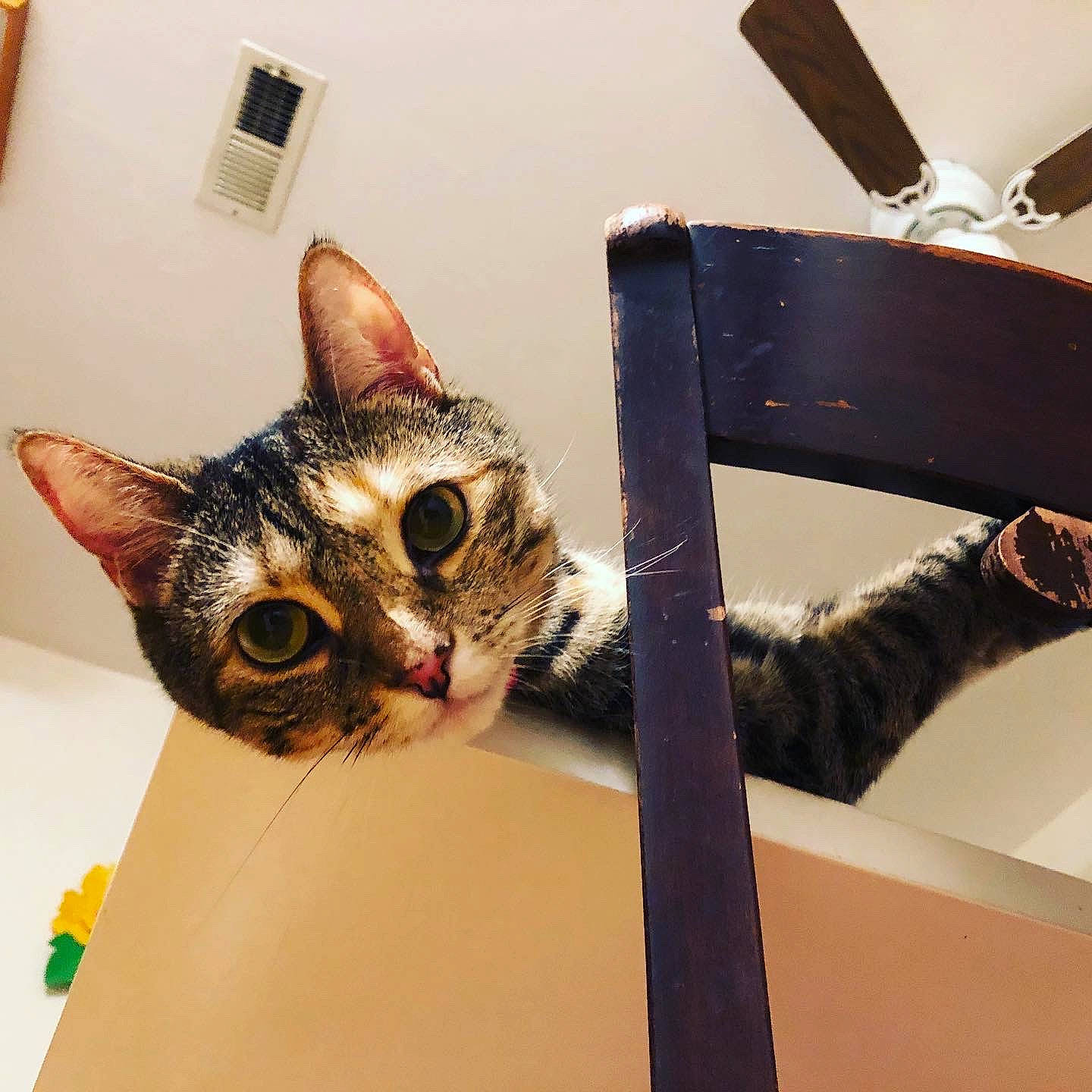 Ren joined the competition — help win amazing prizes! carnivore, cat, domestic_short_haired_cat, ear, eyewear, fashion_accessory, felidae, fur, metal, paper_product, room, shelf, small_to_medium_sized_cats, snout, tail, whiskers