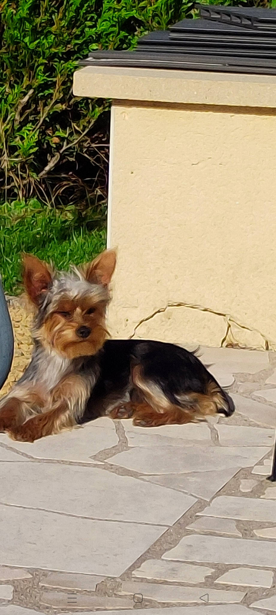 Rose participe au concours pour gagner de l'argent avec cette photo : canidae, carnivore, companion_dog, dog, dog_breed, dog_supply, fawn, fur, grass, liver, plant, puppy, small_terrier, snout, sporting_group, terrier, toy_dog, working_animal, working_terrier, yorkshire_terrier