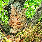 Betty participe au concours pour gagner de l'argent avec cette photo : cat, tabby_cat, tree, moss, leaves, nature, outdoor, animal, feline, wildlife, greenery, sunlight, branch, fur, closeup, resting, cute, pet, mammal, forest