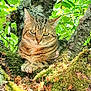 cat, tabby_cat, tree, moss, leaves, nature, outdoor, animal, feline, wildlife, greenery, sunlight, branch, fur, closeup, resting, cute, pet, mammal, forest
