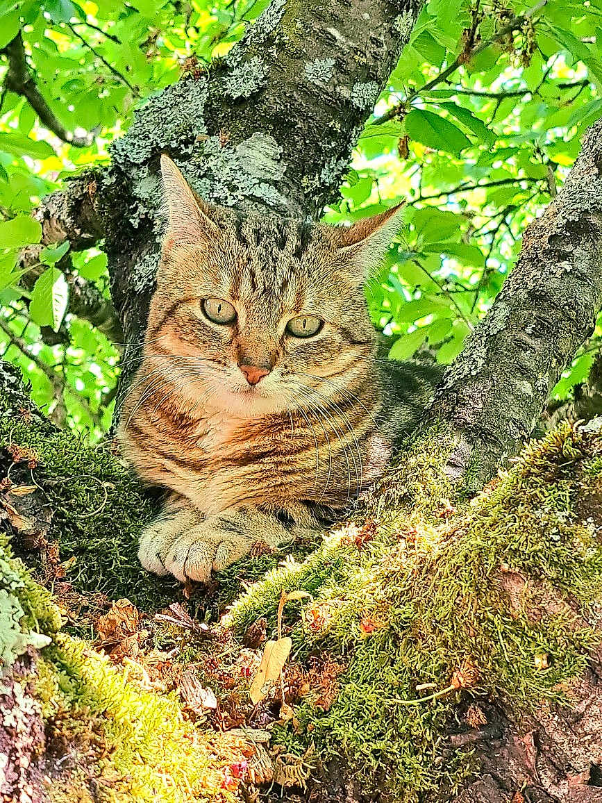 Betty participe au concours pour gagner de l'argent avec cette photo : cat, tabby_cat, tree, moss, leaves, nature, outdoor, animal, feline, wildlife, greenery, sunlight, branch, fur, closeup, resting, cute, pet, mammal, forest