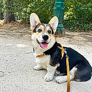 Lilo a rejoint le concours — aidez-le/la à gagner de superbes lots ! animal, corgi, daylight, dog, greenery, happy, harness, lamppost, large_ears, leash, outdoor, park, pavement, pet, portrait, puppy, sitting, smiling, tongue_out, trees