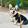 animal, corgi, daylight, dog, greenery, happy, harness, lamppost, large_ears, leash, outdoor, park, pavement, pet, portrait, puppy, sitting, smiling, tongue_out, trees