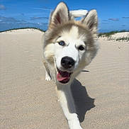 Maya a rejoint le concours — aidez-le/la à gagner de superbes lots ! dog, puppy, husky, beach, sand, sky, clouds, grass, outdoor, animal, pet, playful, happy, running, tongue_out, ears_up, nature, daytime, close_up, motion_blur
