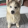 Maya participe au concours pour gagner de l'argent avec cette photo : husky, puppy, dog, blue_eye, brown_eye, fluffy, pet, indoor, carpet, white_furniture, basket, toy, curious, cute, animal, mammal, sitting, face, ears, looking
