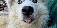 Maya participe au concours pour gagner de l'argent avec cette photo : dog, puppy, husky, heterochromia, blue_eye, brown_eye, tongue_out, close_up, outdoor, green_chair, fur, pet, canine, animal, relaxing, cute, fluffy, collar, daylight, portrait