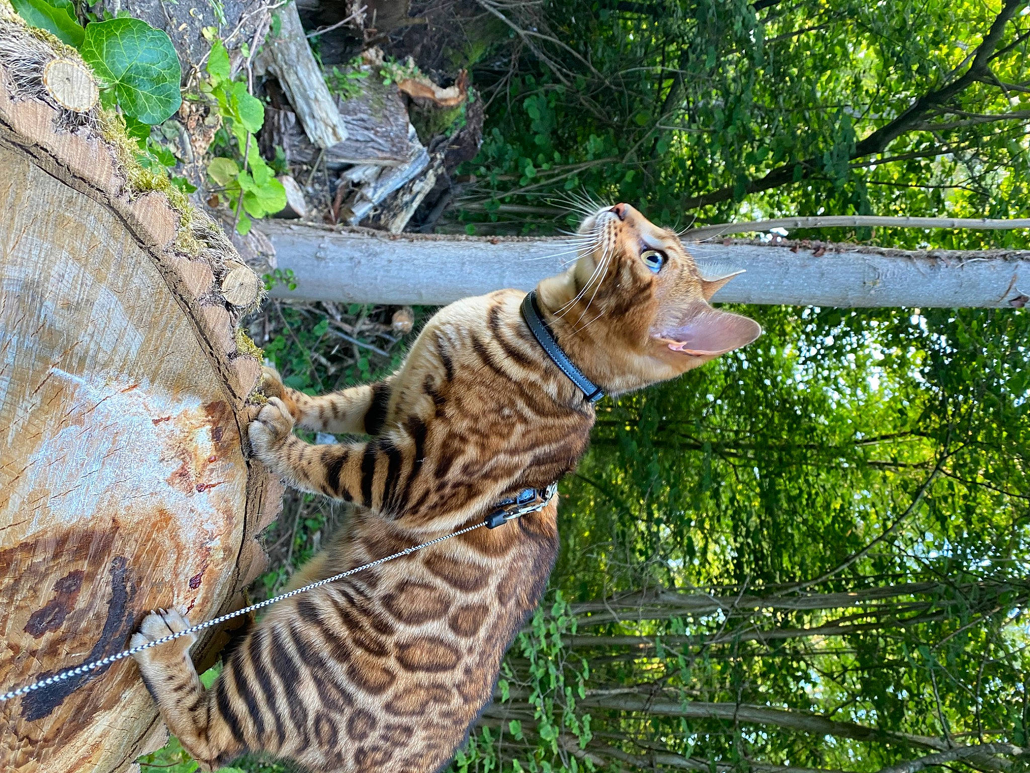 Tiara a rejoint le concours — aidez-le/la à gagner de superbes lots ! big_cats, carnivore, cat, fawn, felidae, fur, giraffidae, grass, jungle, ocelot, small_to_medium_sized_cats, snout, tail, terrestrial_animal, tiger, tree, trunk, whiskers, wildlife, wood