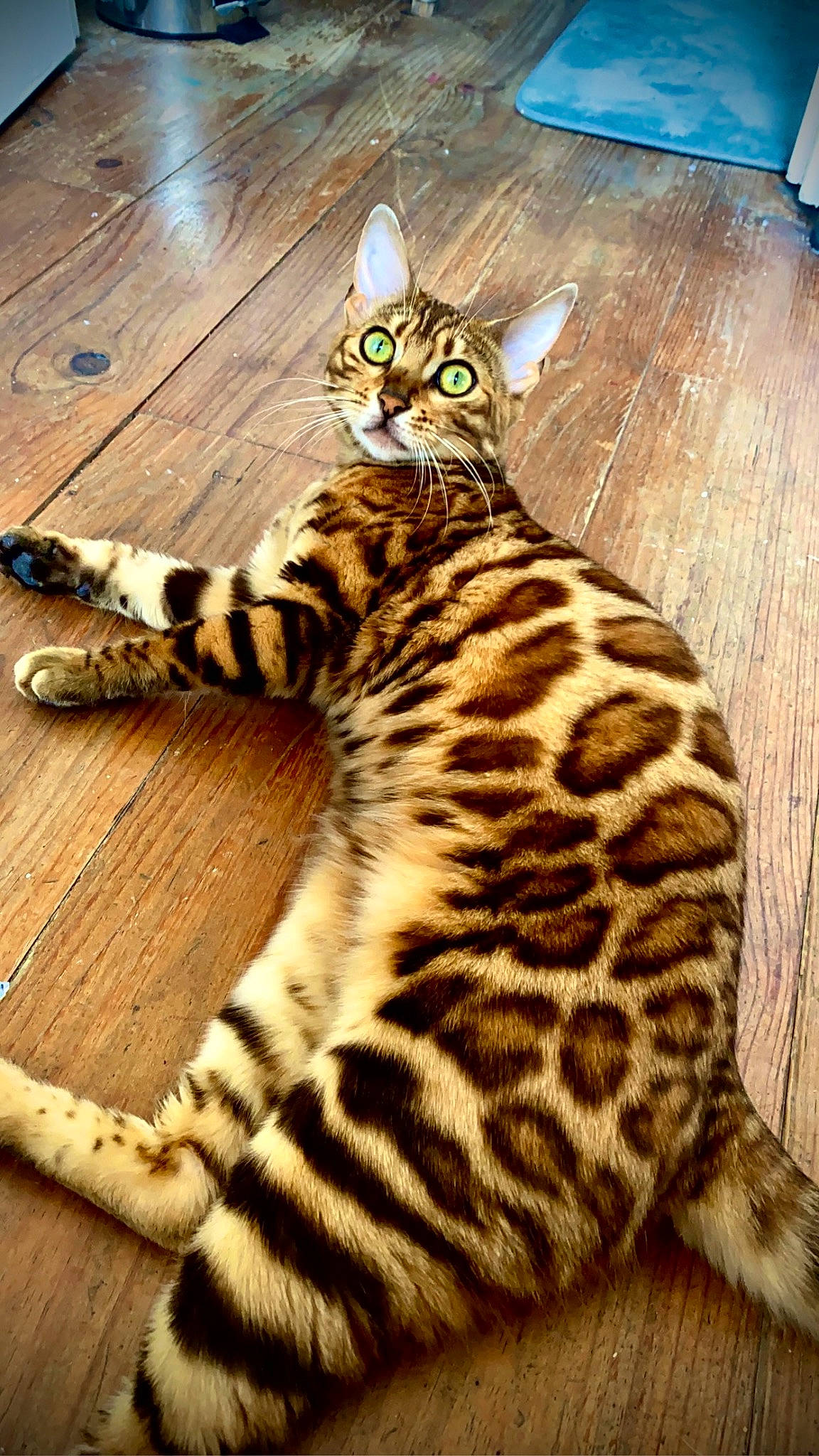 Tiara participe au concours pour gagner de l'argent avec cette photo : bengal_tiger, big_cats, carnivore, cat, eye, fawn, felidae, flooring, fur, hardwood, head, light, siberian_tiger, small_to_medium_sized_cats, snout, tail, terrestrial_animal, whiskers, wildlife, wood