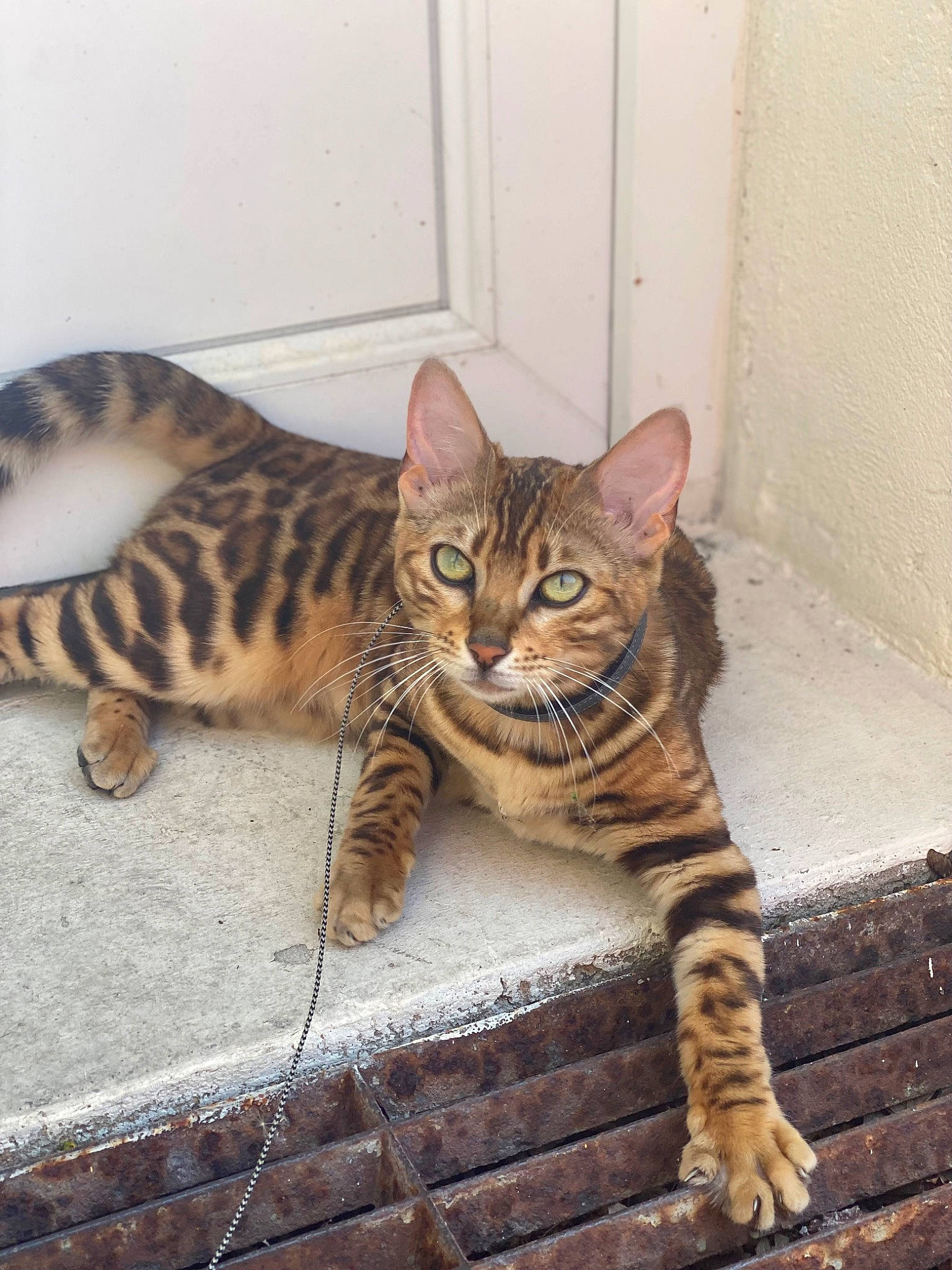 Tiara participe au concours pour gagner de l'argent avec cette photo : carnivore, cat, eye, felidae, fur, head, mammal, natural_material, paw, sitting, small_to_medium_sized_cats, snout, tail, terrestrial_animal, whiskers, wood
