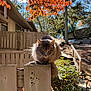 cat, fluffy, fence, wood, autumn, orange_leaves, tree, sunlight, outdoor, animal, pet, nature, backyard, parked_car, daylight, shadows, plant, bush, curious, closeup