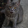Ash joined the competition — help win amazing prizes! cat, gray_cat, fluffy, animal, pet, outdoor, eyes, whiskers, fur, sitting, looking_up, close_up, portrait, cute, feline, young_cat, mouth_open, natural_light, ground, focused