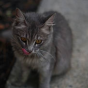 Ash joined the competition — help win amazing prizes! cat, kitten, gray_cat, animal, pet, outdoor, close_up, whiskers, fur, cute, young, playful, tongue_out, curious, eyes, mammal, small, adorable, nature, feline