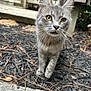 Ash joined the competition — help win amazing prizes! cat, gray_cat, tabby_cat, yellow_eyes, whiskers, outdoor, mulch, pine_needles, concrete, fence, curious, close_up, pet, animal, walking, nature, daylight, fur, ears, small_animal