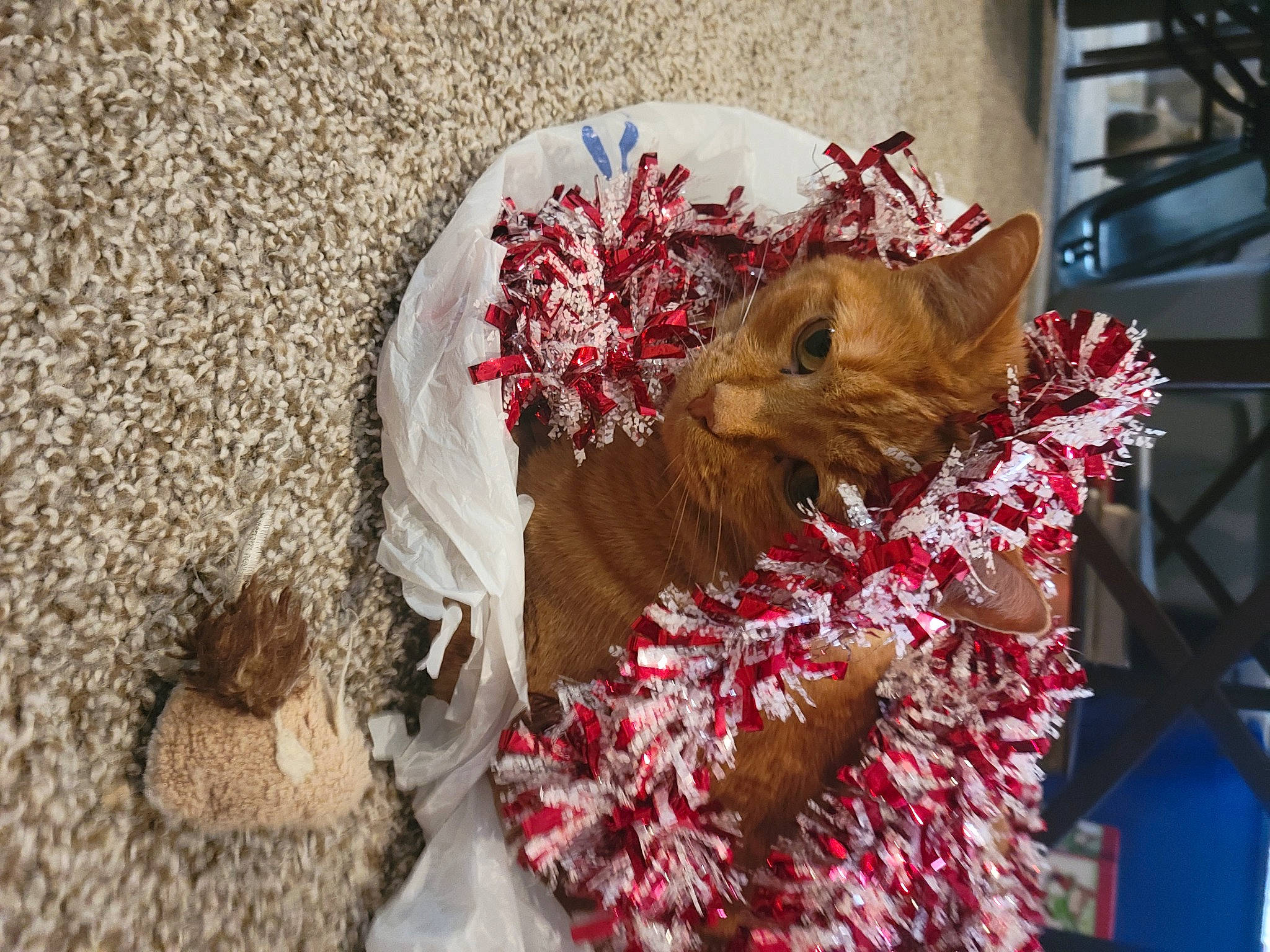 Floyd joined the competition — help win amazing prizes! art, carmine, christmas, christmas_decoration, christmas_ornament, confectionery, event, fashion_accessory, felidae, floral_design, fur, holiday, interior_design, natural_material, ornament, petal, toy, tradition, twig, whiskers