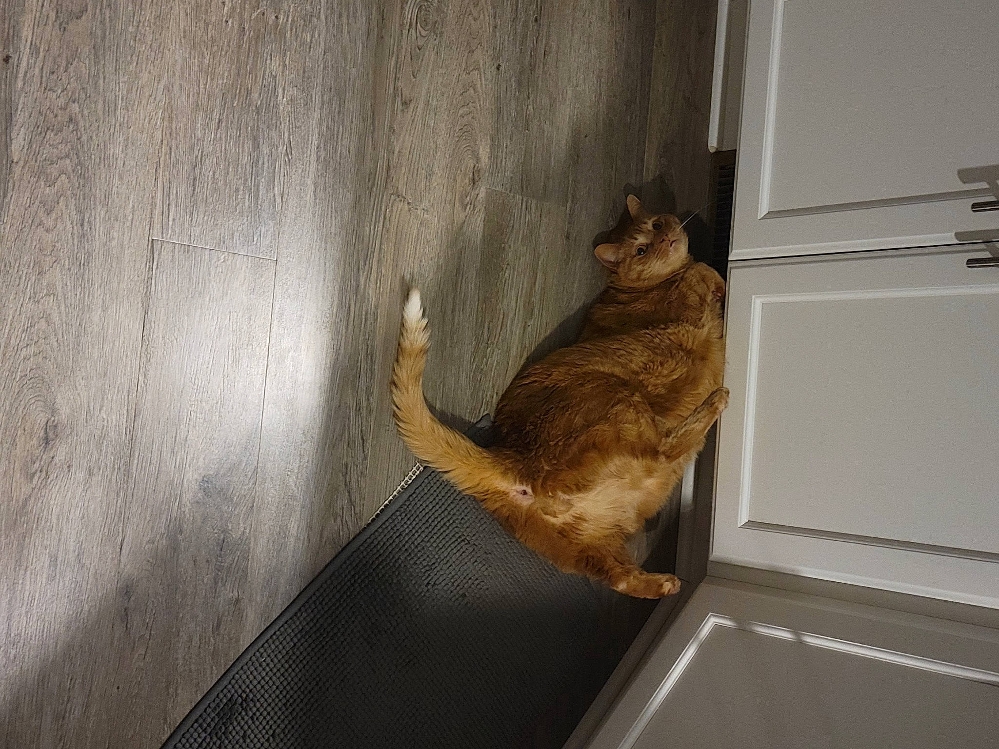 Floyd is registered to the contest to win money with this photo: canidae, carnivore, dog_breed, domestic_short_haired_cat, door, dress, fawn, felidae, flooring, fur, hardwood, room, small_to_medium_sized_cats, snout, sporting_group, tail, whiskers, wildlife, window, wood